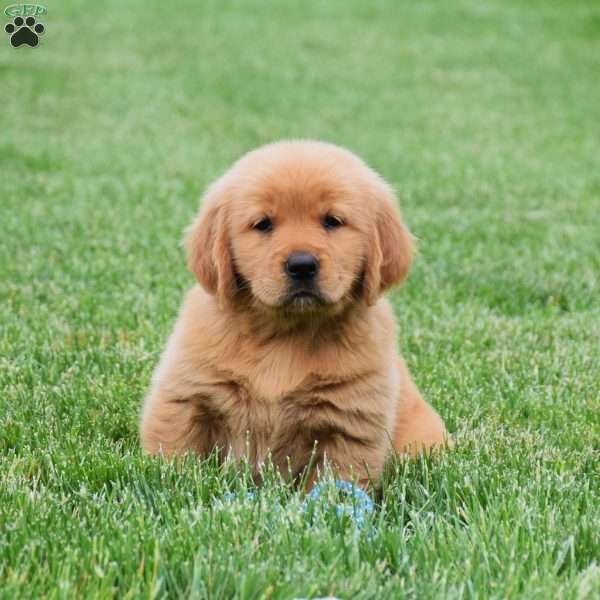 Maisy, Golden Retriever Puppy